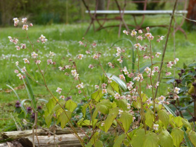 2016-04-23 Epimedium 'Perlsprudel'.jpg