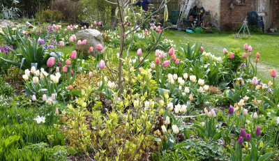 2016-04-23 Gartenimpressionen 8.jpg