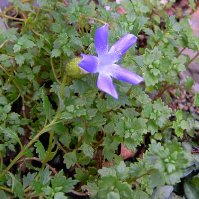 15.9.06.__Cyananthus_lobatus_011.JPG