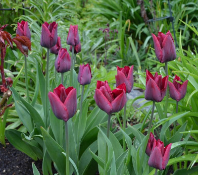 Tulipa-Havran.16-2.jpg