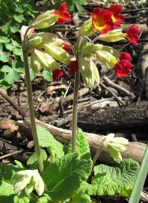 IMG_7522_Primel_von_Dicentra_21April2016_.jpg