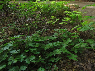 sanikelnosodum.img.JPG