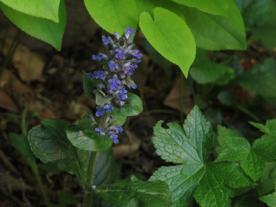 ajugareptans.img.JPG