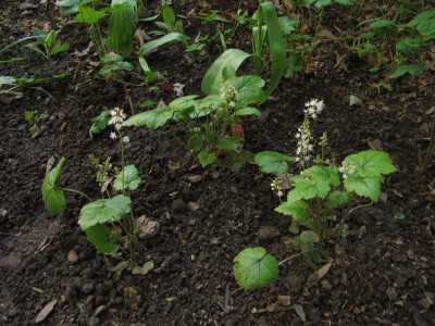 tiarella.img.JPG