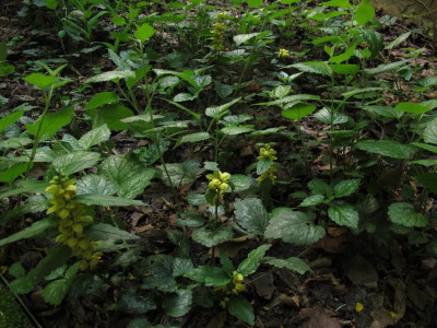 lamiumaregntatum.img.JPG