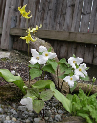 Trillium grandiflorum 23.04.16.JPG