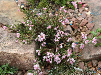 Andromeda polifolia 23.4.16.png