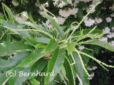 castanea_sativa_maennl_blue.jpg