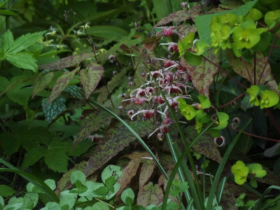 DSCF9230.JPG