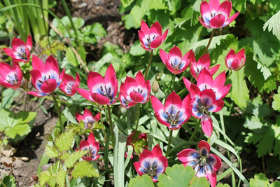 Tulpe Little Beauty.JPG