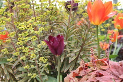 tulpe havran.JPG