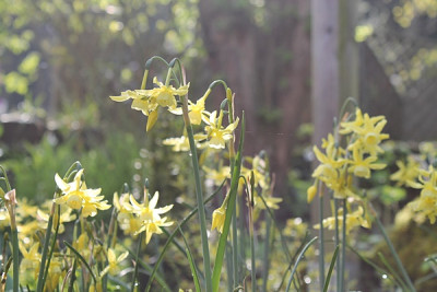 Narcissus 'Hawera'.JPG
