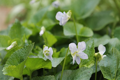 Viola sororia 'Freckles'.JPG
