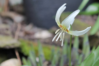 Erythronium  white beauty.JPG