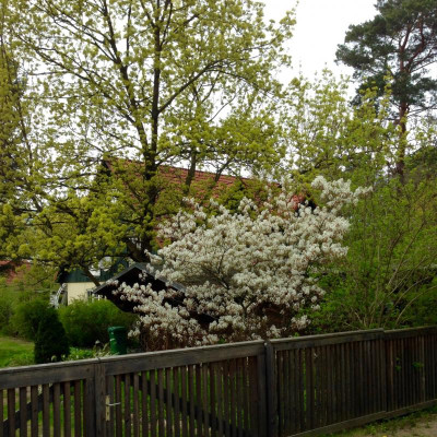 felsenbirne vor ahorn.jpg