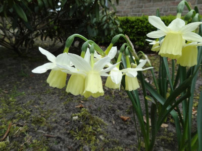 Narcissus Dutch Lemon Drops 2016.JPG