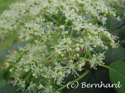 hydrangea_petiolaris_bluete.jpg