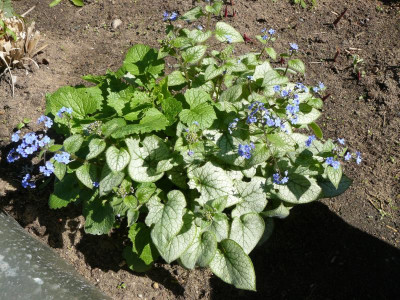Brunnera 'Sea Heart'.JPG
