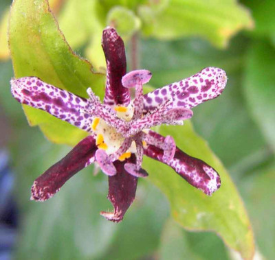 18.9.06._Tricyrtis_Raspberry_Mouse_024.JPG