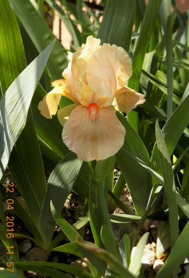 Apricot Silk small DSCN0196.jpg