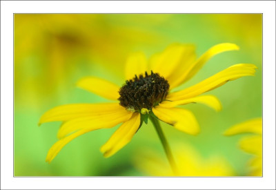 Rudbeckia_1_16-09-2006.jpg