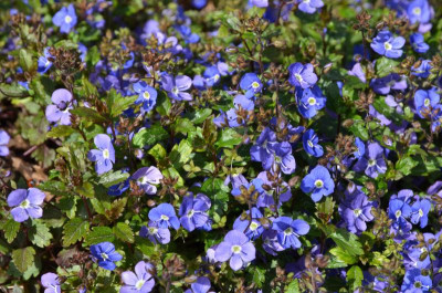 Veronica_peduncularis.16-1.jpg
