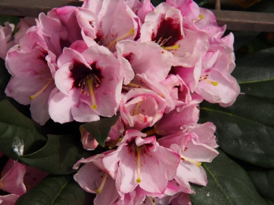 RhodoPraevernumMamamia1_2016.jpg