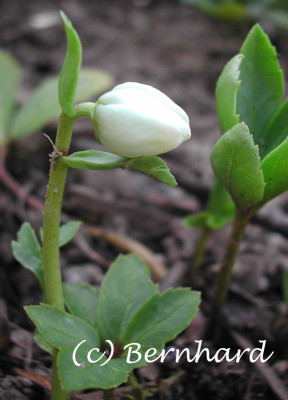 helleborus_niger_praecox.jpg