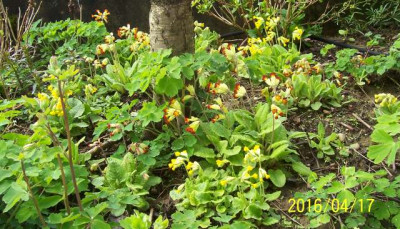 100_6237 Primula veris.jpg
