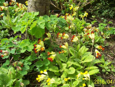 100_6238 Primula veris.jpg