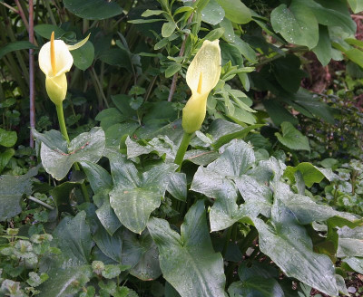 IMG_7403_eArum creticum.JPG