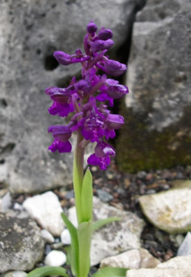 Orchis morio 24.04.16.JPG