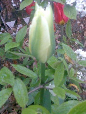 Viridiflora 24_04_16.jpg