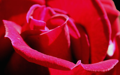 Rose-abstrakt.jpg