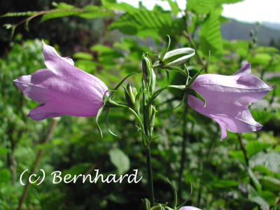 campanula_zufall_gross.jpg