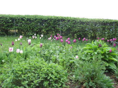 Phlomisbeet Tulipa.jpg