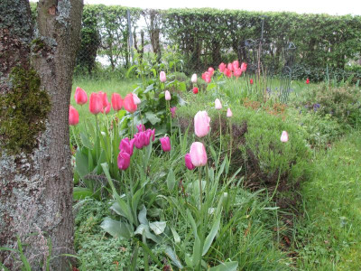 Rosa Beet Tulipa 20160424.jpg