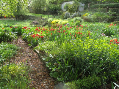 Staudenbeet Tulipa 20160424_02.jpg