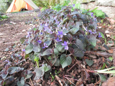 Viola labradorica 20160424_01.jpg