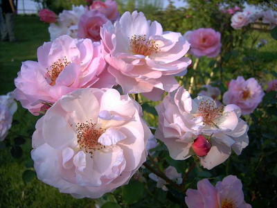 DSC00033-1.JPG