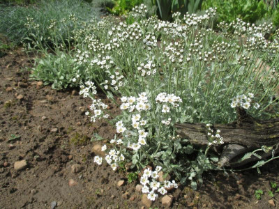 Achillea ageratifolia 20160424.jpg