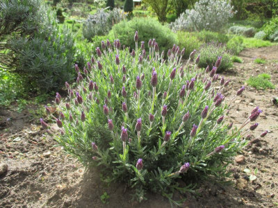Lavandula stoechas 20160424.jpg
