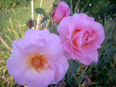 DSC00035-1.JPG