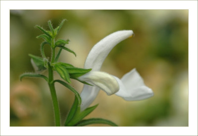 Salvia_1_16-09-2006.jpg