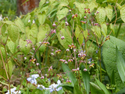 2016-04-24 Epimedium alpinum 1.jpg