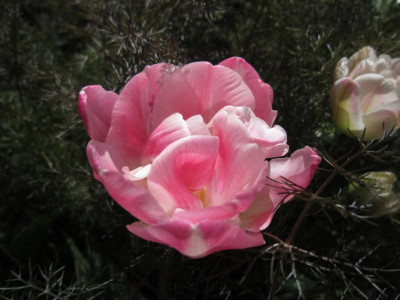 160421_08.JPG