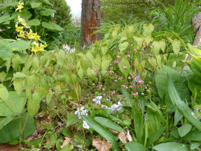 2016-04-24 Epimedium alpinum 2.jpg