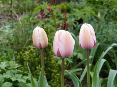 2014-04-11 Tulipa 'Salmon Impression'.jpg