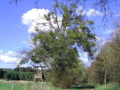 Buchheide 1027.jpg