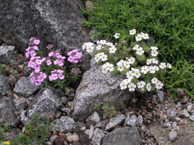 Androsace barbulata und Aethionema schistosum 24.04.16.JPG
